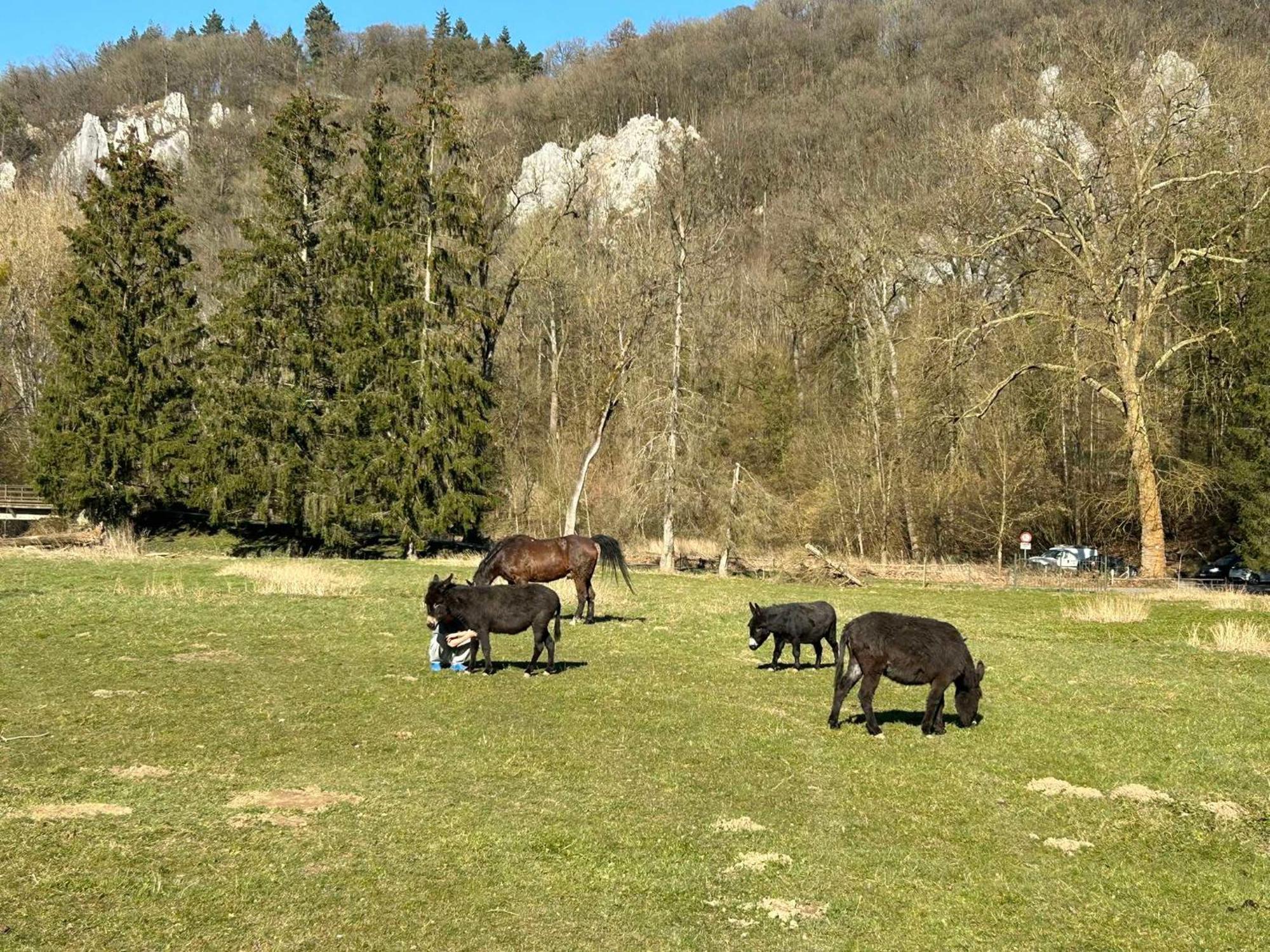 L'Arche De Noe Villa Dinant Kültér fotó